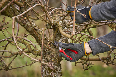 Landwirt mit Astschere an kahlem Baum im Obstgarten - SEBF00301