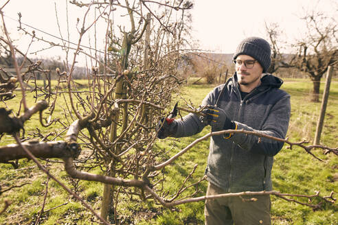 Landwirt schneidet Ast eines kahlen Baumes mit einer Gartenschere an einem sonnigen Tag - SEBF00304