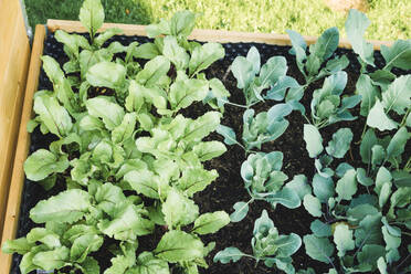 Cabbage and beet plants in crate - ECF02036