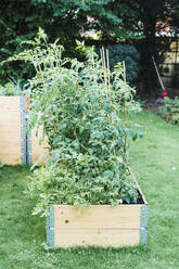 Tomato and rocket plants in raised beds at garden - ECF02039