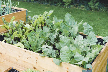 Common beet and cabbage plants in raised beds at garden - ECF02040