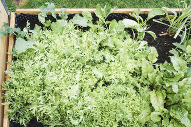 Endive and beet planted in crate at vegetable garden - ECF02042