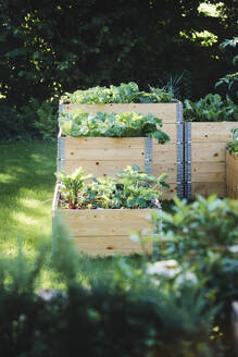 Hochbeete mit Gemüse im Sommer - ECF02043