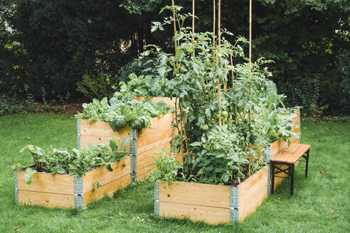 Gemüse, das im Sommer in Hochbeeten im Garten gepflanzt wird - ECF02046