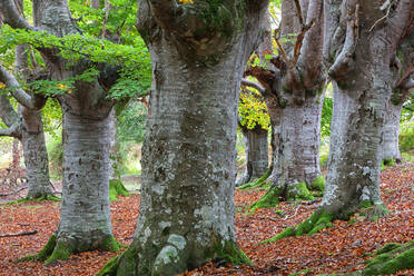 Trees at Gorbea Natural Park - DSGF02389