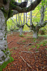 Large trees in Gorbea Natural Park during autumn - DSGF02390