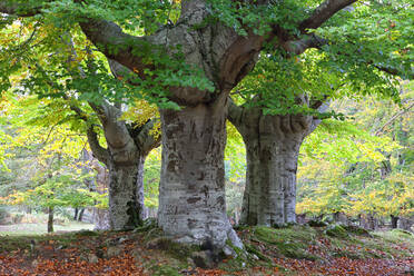 Große Bäume im Naturpark Gorbea - DSGF02391