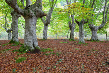 Große Bäume mit gefallenen Blättern im Naturpark Gorbea - DSGF02392