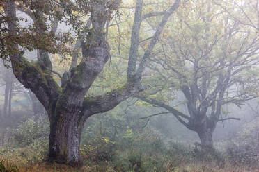 Bäume im Naturpark Gorbea bei nebligem Wetter - DSGF02399
