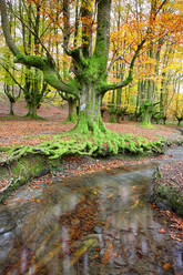 Herbstbäume am Bach im Naturpark Gorbea - DSGF02400