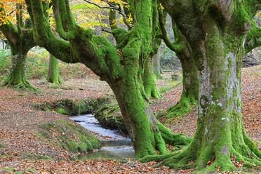 Moosbewachsene Bäume am Bach im Naturpark Gorbea - DSGF02401