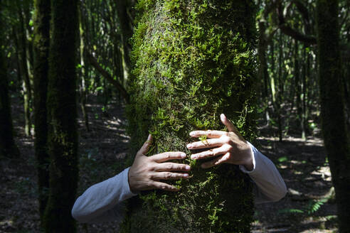 Männerhand, die einen Baumstamm im Wald des Nationalparks Garajonay, La Gomera, umarmt - PSTF00900
