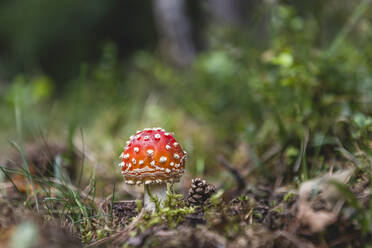 Fly agaric (Amanita muscaria) growing in forest - KEBF01826