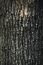 Tree bark textured background - FLMF00378