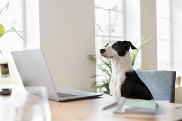 Jack Russell Terrier looking away while sitting at desk in home office - SBOF03617