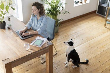 Dog looking at female entrepreneur working on laptop at home office - SBOF03621