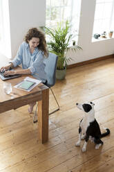 Lächelnde weibliche Fachkraft, die einen Jack Russell Terrier bei der Arbeit im Heimbüro betrachtet - SBOF03622