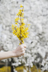 Woman holding bunch of yellow flower in front of almond tree - EBBF02943