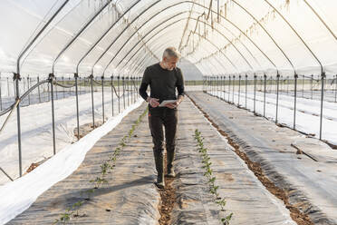 Farmer with digital tablet looking at tomato seedlings while walking through greenhouse - MCVF00751