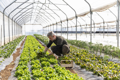 Mature male farmer harvesting lettuce at greenhouse - MCVF00757
