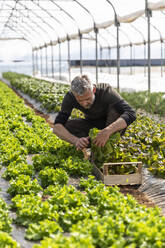 Männlicher Landwirt bei der Ernte von Salat in einer Kiste im Gewächshaus - MCVF00758