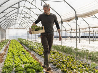 Männlicher Landwirt betrachtet den angebauten Salat und trägt eine Kiste im Gewächshaus - MCVF00759