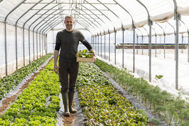 Smiling farmer with crate standing in lettuce field at greenhouse - MCVF00761