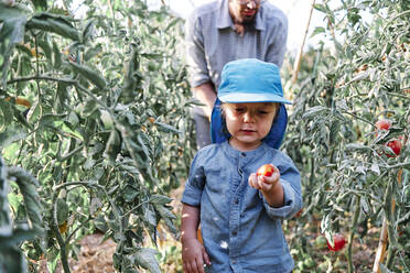 Kleinkind hält Tomate bei der Ernte auf dem Bauernhof mit Vater - ASGF00091