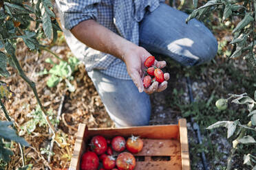 Landwirt erntet Tomaten in einer Kiste bei der Arbeit auf dem Bauernhof - ASGF00092