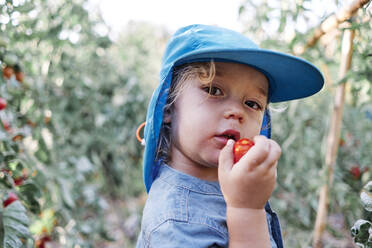 Niedlicher kleiner Junge isst Tomate auf dem Bauernhof - ASGF00093