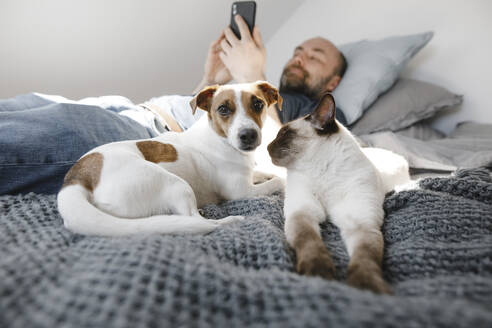Cat and dog by mature man using smart phone while lying on bed at home - KMKF01660