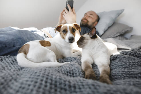 Katze und Hund von einem reifen Mann, der sein Smartphone benutzt, während er zu Hause auf dem Bett liegt - KMKF01660