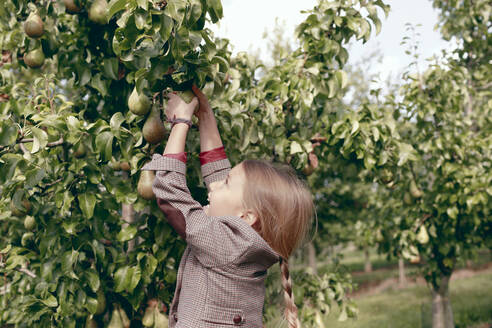Curious girl picking pear fruit from tree in organic garden - KMKF01665