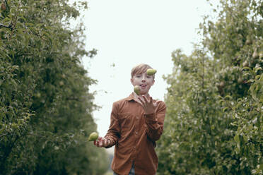 Junge jongliert mit Birnenfrüchten beim Spielen im Obstgarten - KMKF01671