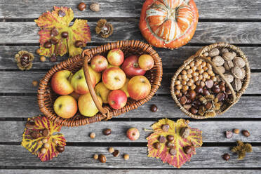 Herbstliche Ernte auf dem Gartentisch: Äpfel, Nüsse und Kastanien in Körben und essbarer Kürbis - GWF06959