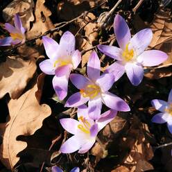 Fresh crocus flowers in front of withered leaves - BRF01497