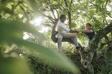 Vater hilft seinem Sohn beim Klettern auf einen Baum im Hinterhof - GUSF05692