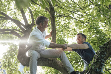 Vater hilft seinem Sohn, an einem sonnigen Tag auf einen Baum zu klettern - GUSF05693