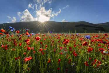 Poppies blooming in Piano Grande plateau at sunset - LOMF01279