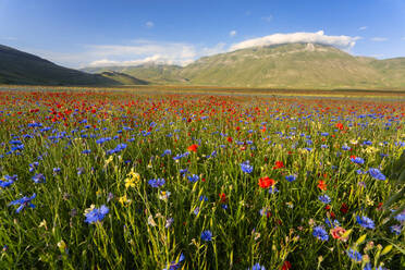 Rot und blau blühende Wildblumen in der Hochebene von Piano Grande - LOMF01280