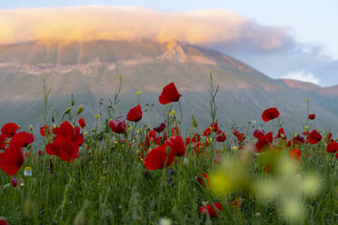 Poppies blooming in Piano Grande plateau at sunset - LOMF01282