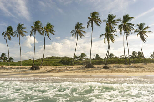 Palm trees on beach by coastline during sunny day - RNF01306