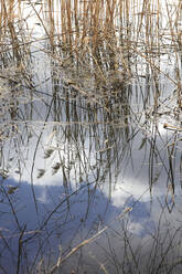 Reeds growing on lakeshore in early spring - JTF01837