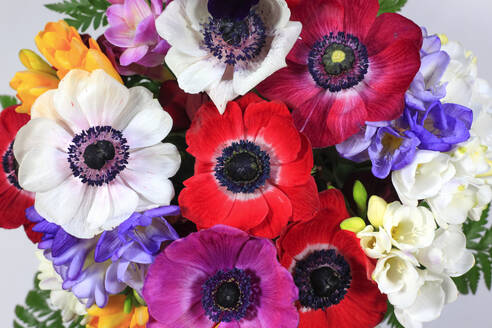 Bouquet of colorful freesias and anemones - JTF01838