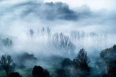 Mystical landscape of leafless trees growing in forest against gray foggy sky in evening - ADSF22430