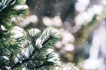 Üppig grüner Fichtenbaum mit dünnen Nadeln, die von Schnee bedeckt sind, im Wald in der Wintersaison - ADSF22437