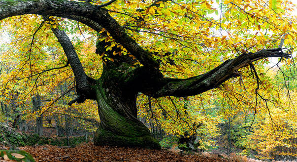 Erstaunlicher Panoramablick auf riesigen Baum mit gelbem Laub in ruhigen Wäldern im Herbst - ADSF22461