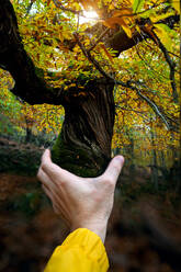 Hand of unrecognizable crop male pretending holding trunk of huge tree in autumn forest - ADSF22462