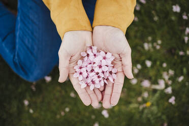 Mittlere erwachsene Frau hält Frühlingsblumen in der Hand - EBBF03083