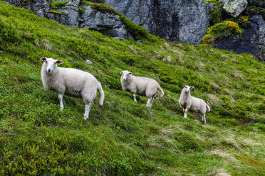 Norwegen, Aurland, Aurland-Hochebene, Schafe auf einer Wiese - RUNF04236